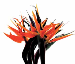 〈한국금융신문 신년 祝詩〉Neo-Silk Road를 향하여