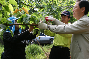 농협, 배 재배 농가서 농촌일손돕기