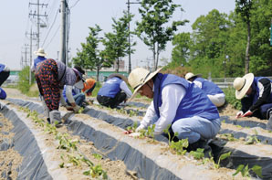 삼성생명, 농촌봉사활동 팔 걷었다