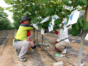 농협 ‘섬마을 찾아 일손돕기’