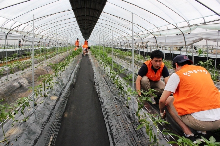 한화생명, 무더위에도 여름 농촌봉사