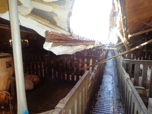 농협손보, 폭설피해 농가 복구지원