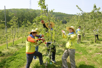 NH농협캐피탈, 농가 일손돕기 진행