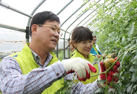 농협은행, 토마토 수확 지원 팔 걷어