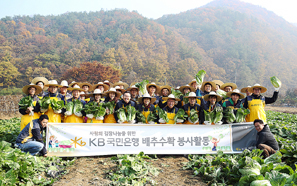 국민은행 임직원, 김장배추 수확 봉사활동