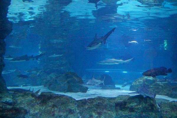 롯데월드 아쿠아리움. 정수남 기자