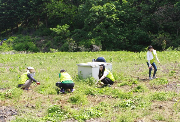 △NH농협카드 직원이 파주 초리골마을에서 농촌일손돕기 봉사활동을 하고 있다./사진제공=NH농협카드