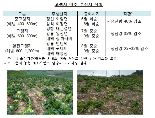 한은 "배추값 10월까지 평년 대비 높을 것"