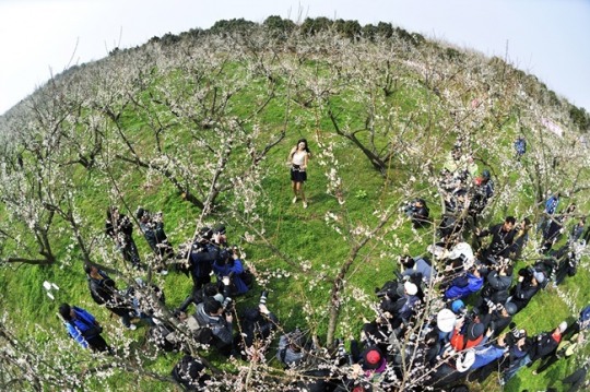 보해양조 보해매실농원, 이달 말까지 무료 개방