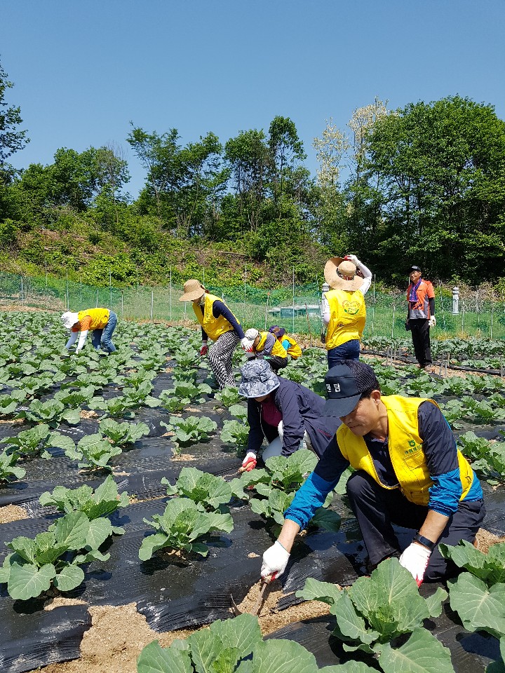 농협 상호금융소비자보호부, 농촌 일손돕기 펼쳐