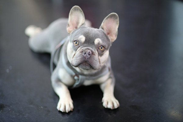 ‘하이롤러코리아’ 프렌치불독 ‘라일락탄 붐’ 국내에 선보여