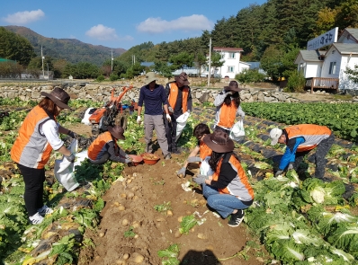 강원농협, 평창동계올림픽 개최지 농촌일손돕기