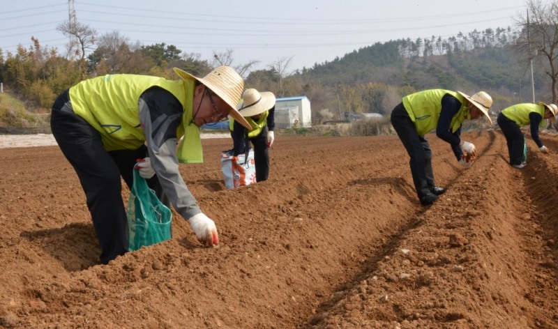 △농협손해보험 오병관 대표이사(왼쪽)와 헤아림봉사단 단원들이 농촌을 찾아 감자심기 활동을 하고 있다. / 사진=NH농협손해보험