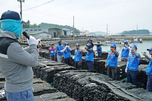 완도 금일도 다시마 경매 현장. 농심 제공