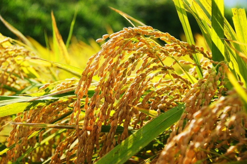 NH농협손보, ‘벼’ 농작물재해보험, 29일 판매 마감… 가입 서둘러야