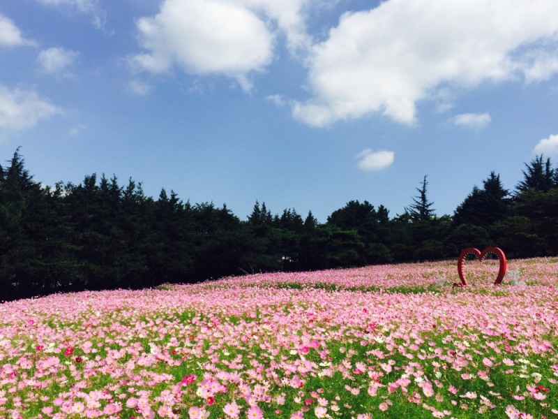 이랜드 이월드, '인생꽃 사진관' 가을축제 개최