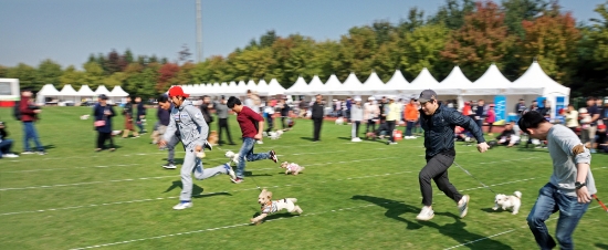 21일 쌍용자동차가 안산 와스타디움 보조 경기장에서 열린 ‘2018 안산 금수저 대잔치’를 공식 후원하고 펫 페스티벌에서 참가자들이 반려견과의 호흡을 겨루는 달리기 시합을 하고 있는 모습. 사진=쌍용자동차.
