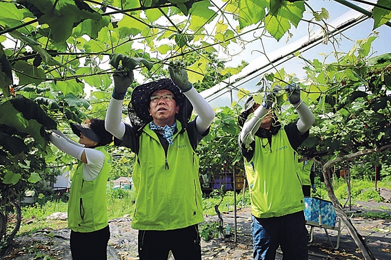 ▲ 경기 남양주 화도읍 경춘마을과 비룡마을을 찾아 농가 일손돕기에 나선 서기봉 NH농협생명 사장. 사진 = NH농협생명