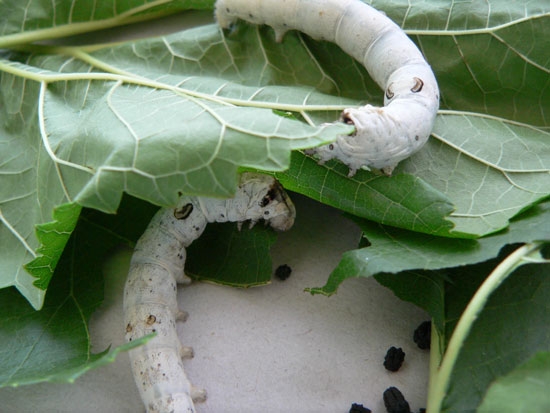 당뇨 초기증상 의심된다면 당뇨에 좋은 음식 누에로 개선