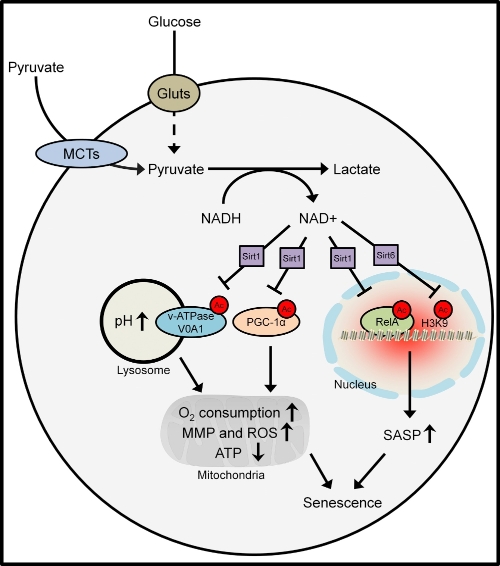 아모레퍼시픽, 피부 항노화 물질 연구 국제학술지 게재