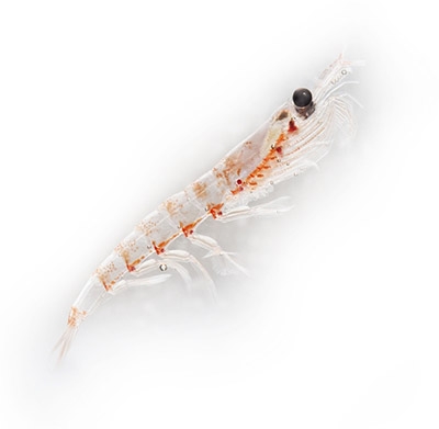 사진: 크릴오일의 원천인 크릴새우