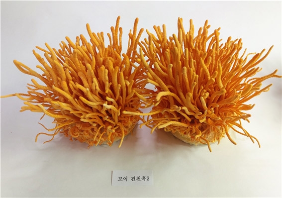 초롱팜 “도라지동충하초 ‘코디사폰버섯’ 유효성분 증대 및 양산화, 특허출원”