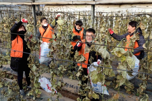△16일 충남 청양군 아산리 마을에서 진행된 ‘2019 신임 임원 봉사활동’에 참여한 신임 임원들이 농작물 수확 활동을 하고 있다.