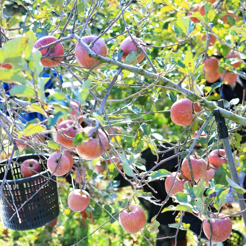 △사진=NH농협손해보험