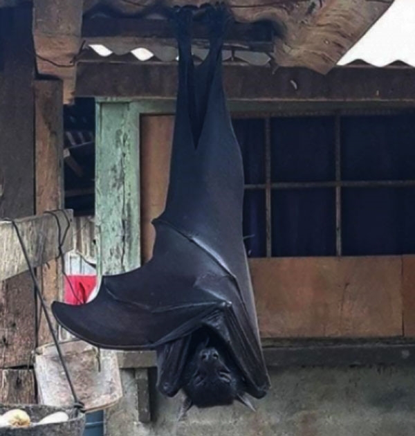 황금볏과일박쥐 (사진 : 온라인커뮤니티)