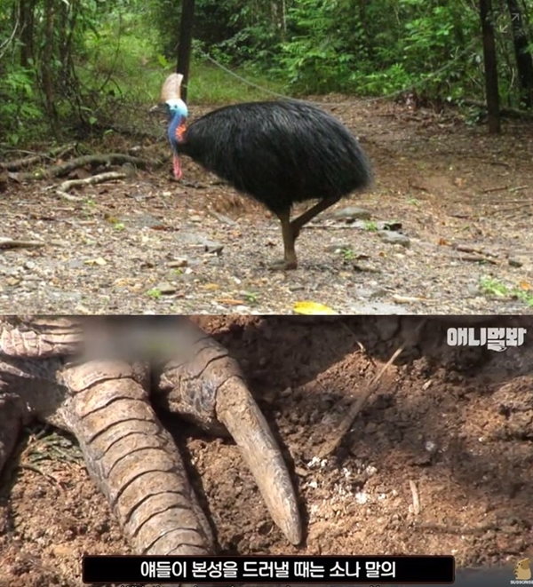 (사진: SBS '동물농장-애니멀봐' 공식 유튜브, AP통신)