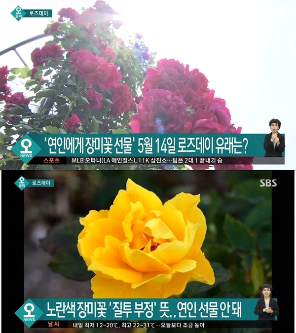 5월 14일 로즈데이 (사진: SBS 뉴스 캡처)