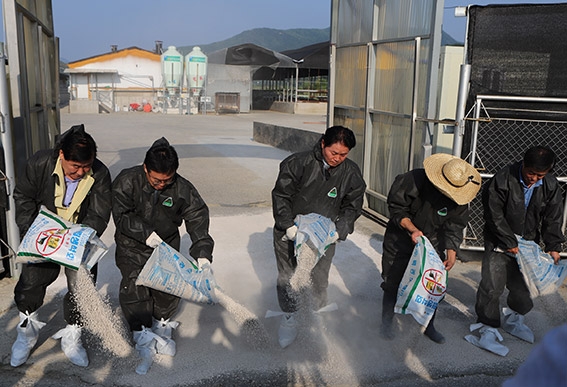 김병원 농협중앙회장(가운데)이 4일 경기 파주시의 한 양돈 농장을 찾아 아프리카돼지열병(ASF) 방역 현장점검을 하며 농장 주변에 생석회를 뿌리고 있다.사진 왼쪽 첫 번째부터 여원구 양서농협 조합장, 남창현 농협 경기본부장, 김병원 회장, 맨 끗 오른쪽 이철호 파주연천축산농협 조합장./ 사진제공=농협중앙회