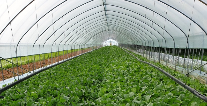 경기도 이천의 현대그린푸드 지정농장에서 폴리페놀 열무가 재배되고 있는 모습. /사진제공=현대그린푸드