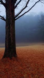 △김 전 앵커가 과거 SNS에 공유한 본인이 직접 촬영한 스마트폰 바탕 화면을 위한 나무 사진의 모습/사진=오승혁 기자(자료 편집)