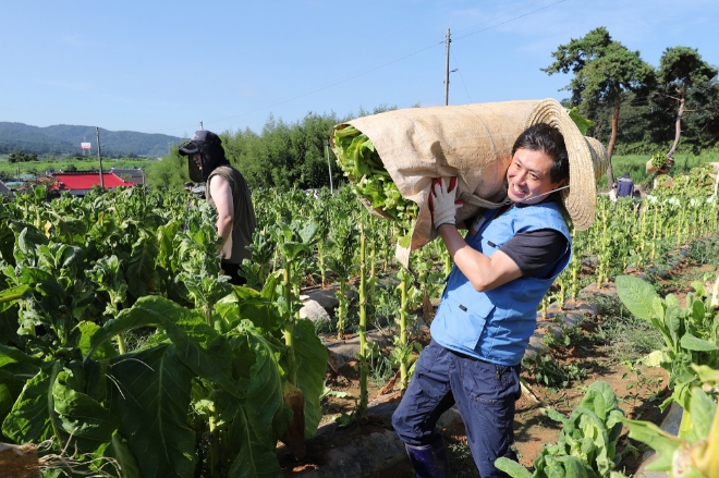 KT&G는 13일 일손 부족으로 어려움을 겪는 잎담배 농가들을 돕기 위해 전라북도 김제 지역에서 수확 봉사활동을 진행했다. /사진=KT&G.