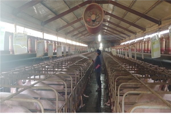 돼지농장 축사. /사진제공=대한한돈협회