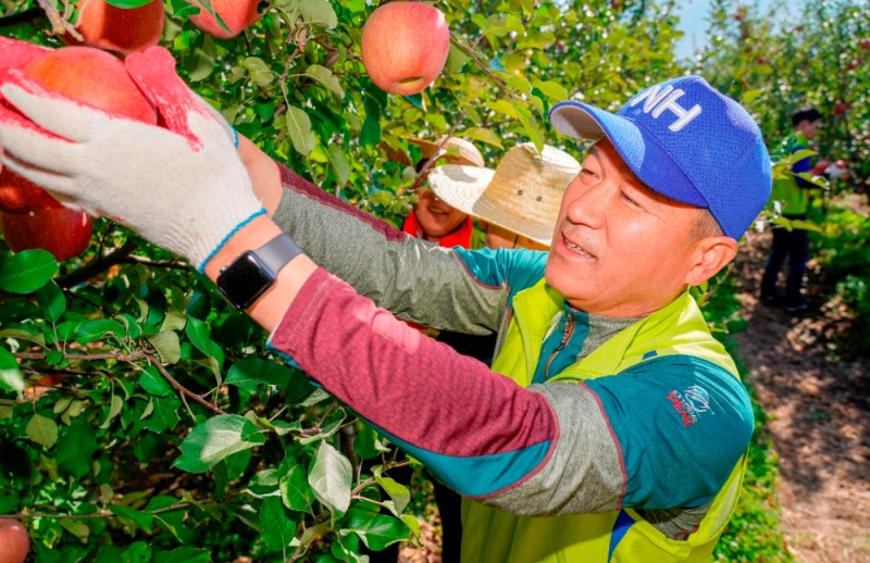 5일 경북 문경시 가은읍 소재 사과 농가에서 진행된 '농협금융 수확기 농촌일손돕기'에서 최창수 농협금융지주 경영기획부문 부문장(부사장) 등 임직원들이 사과 수확 작업을 하고 있다./사진=농협금융지주