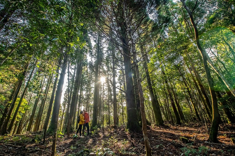 제주 치유의 숲 이미지. /사진제공=호텔신라