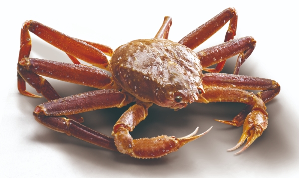 이마트는 오늘(9일)부터 12일까지 4일간 러시아산 활(活)대게(1.2kg 내외)를 100g당 3800원에 선보인다. 사진=신세계그룹.