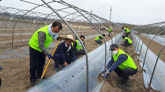 농협 임직원, 코로나19 인력 부족 농촌 일손돕기
