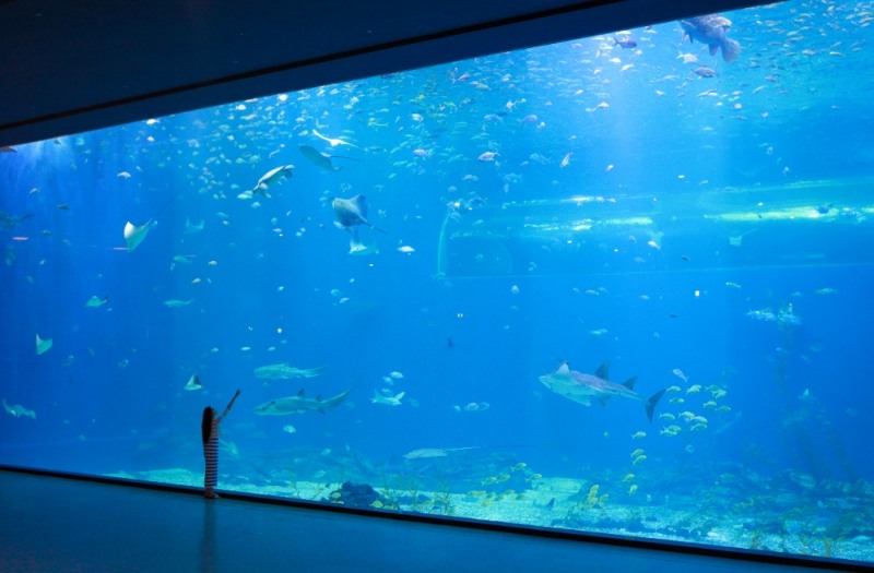 한화 아쿠아플라넷 제주, 메인수조/사진=한화호텔앤드리조트