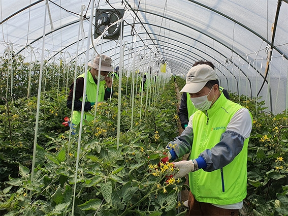농협경제지주, 영농철 농촌 인력난 해소 일손돕기