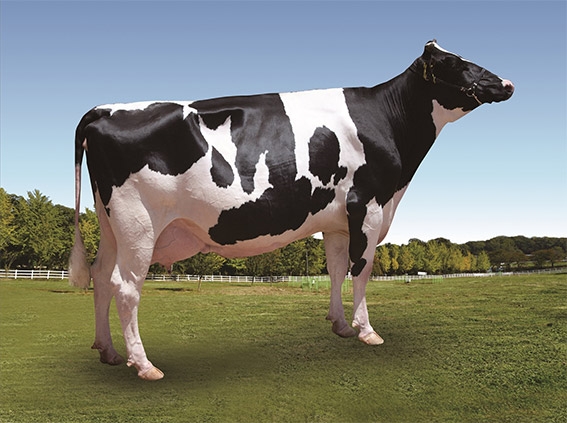 농협, 한국형 젖소 정액의 국내 낙농환경 적응력 우수성 입증