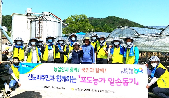 농협 인천옹진군지부, 관내 포도농가 일손돕기 실시