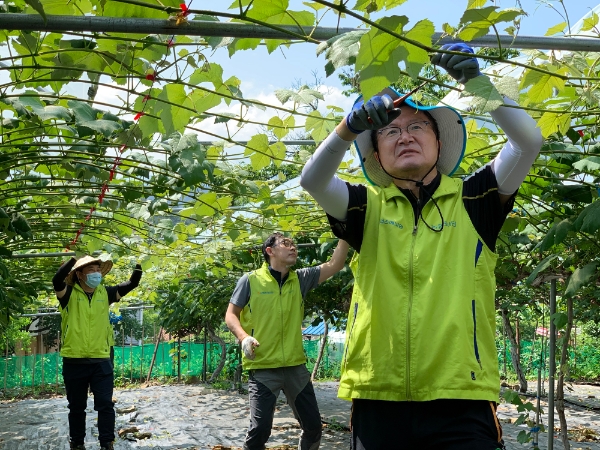NH농협손해보험 농업보험부 임직원은 지난 12일 경기도 남양주시 소재 포도농가를 찾아 영농철 농촌 일손돕기를 실시했다. 김기형 부사장(사진 오른쪽)과 농업보험부 직원들이 포도순 자르기 작업을 하고 있다. / 사진 = NH농협손해보험