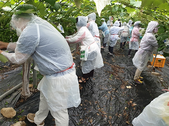 인천시 미추홀구 자원봉사센터, 농촌일손돕기 실시