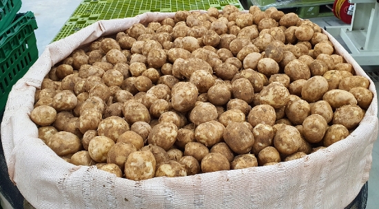 톤백에 감자들이 담겨 있다. 톤백은 감자를 550kg까지 담을 수 있는 대형 포대로, 이마트는 톤백을 통해 감자들을 포장할 때 쓰는 종이박스 포장 단계를 과감히 삭제, 부자재 비용 및 작업비를 절감했다. / 사진 = 이마트
