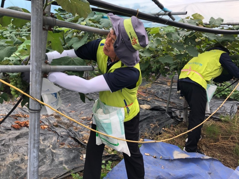 15일 최광수 NH저축은행 대표이사(왼쪽) 및 임직원 봉사단이 경기 포천시 소재 포도농가를 방문해 포도 봉지 씌우기 작업을 하고 있다./사진=NH저축은행