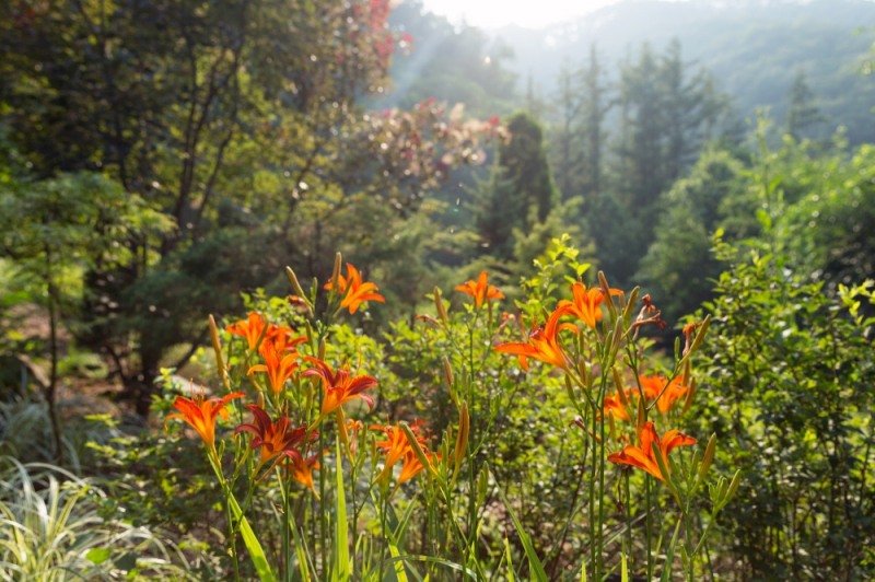 제이드가든의 원추리 모습/사진=한화호텔앤드리조트