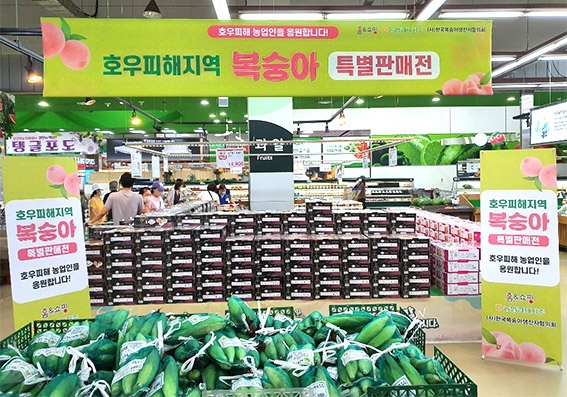 농협, 집중호우 피해지역 복숭아 생산농가 지원 나서